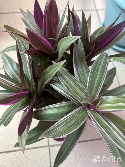 Традесканция рэо