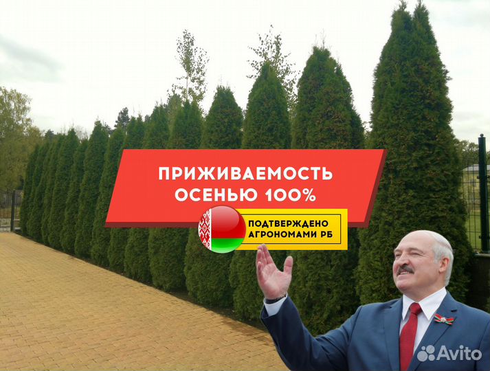 Туя Брабант 1,5 м