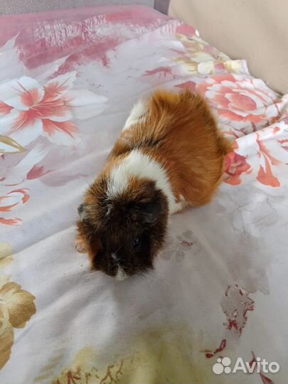 Кошка в дар и морская свинка