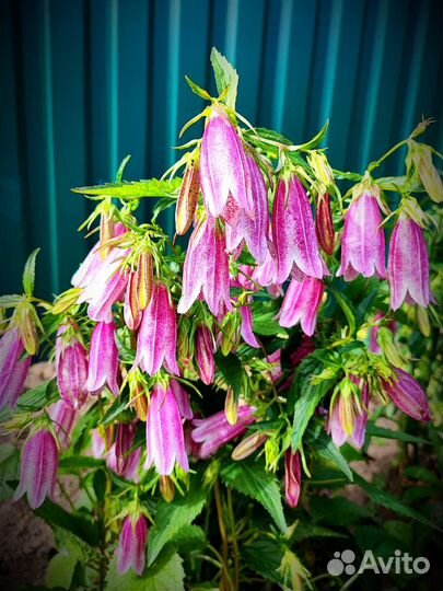 Колокольчики