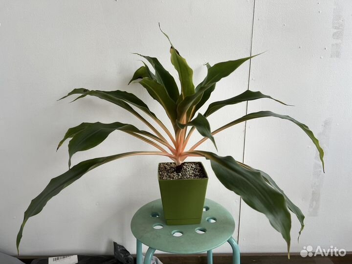 Растения (пахира, эпипремнум, хлорофитум)