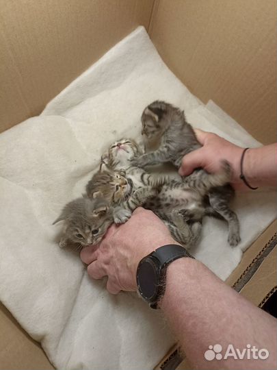 Отдадим милых котят в хорошие и добрые руки