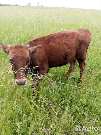 Телочка джерси