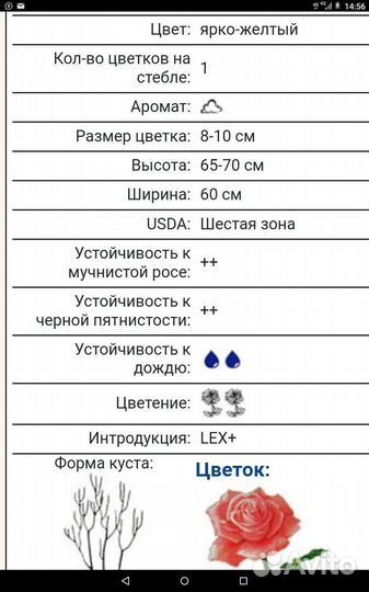 Роза Керио
