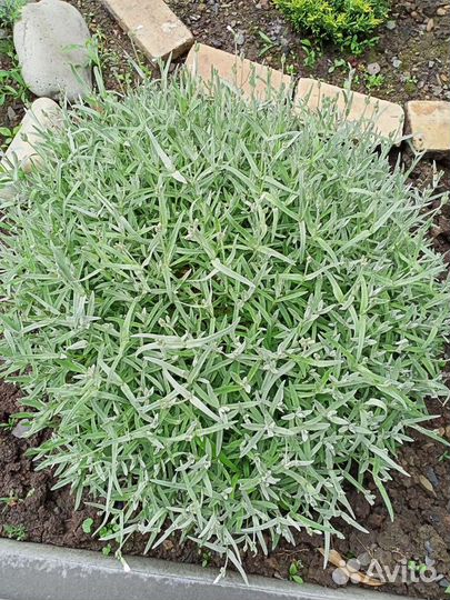 Ясколка,мята