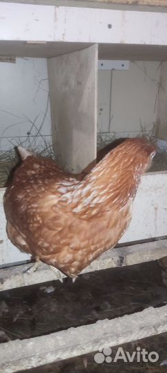 Куры молодки несушки домашние
