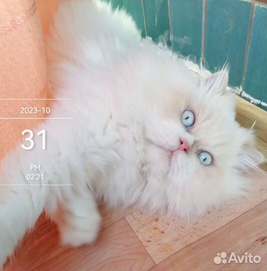 Персидский кот, вязка