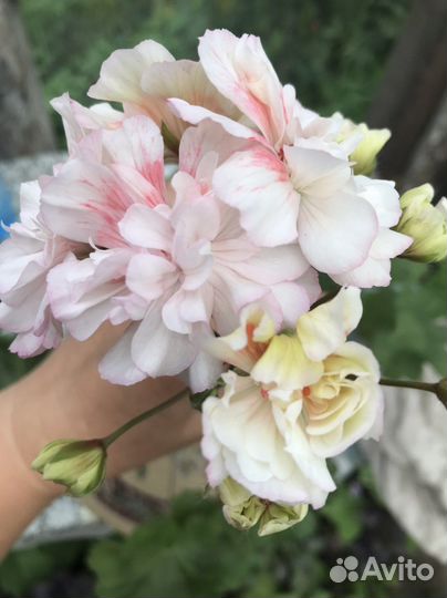 Пеларгония герань сортовая