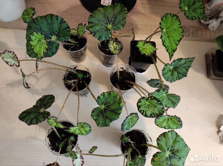 Бегонии: тигровая, Клеопатра, Рекс и королевская