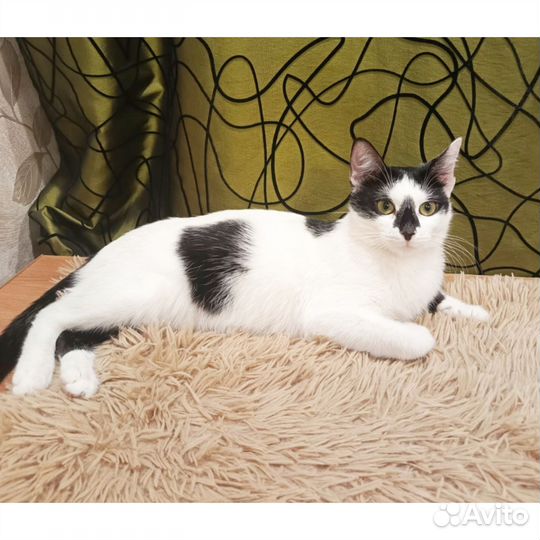 Отдам стерильную молодую кошку