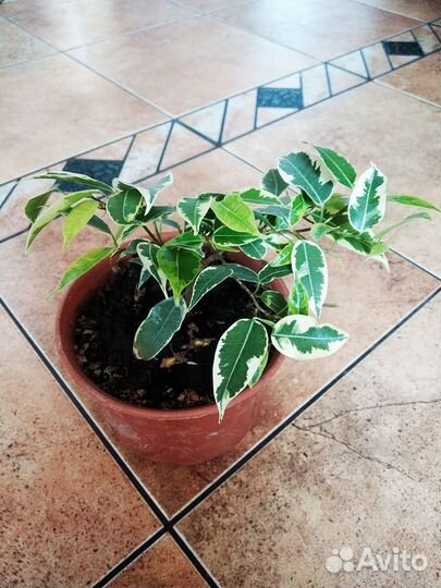 Фикус бенджамина