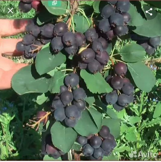 Ягоды. Дикоросы