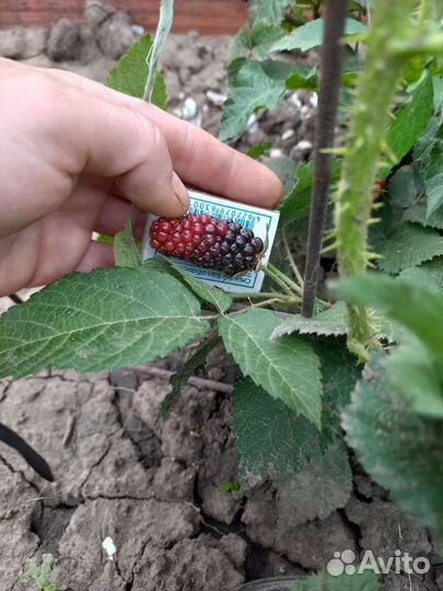 Ежевика саженцы Карака Блек и Блек Меджик