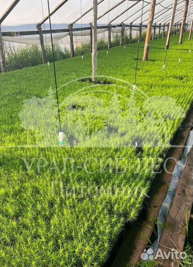 Зкс Сосна сеянцы Ели Лиственницы окс Голуб Горная