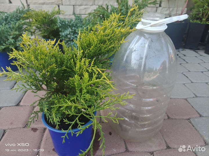 Можжевельники микс