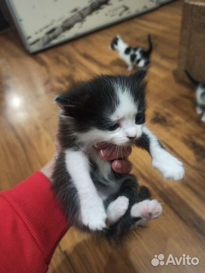 Котята милые в добрые руки