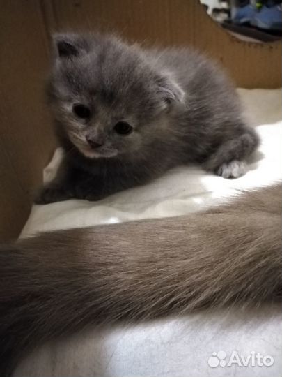Вислоушки котята