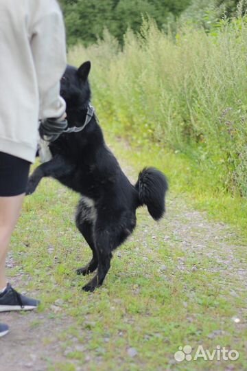 Собака в добрые руки отдам бесплатно