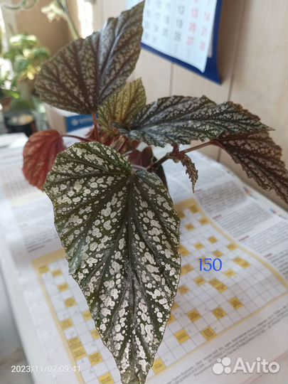 Спатифиллум