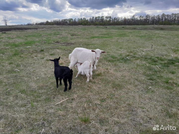 Козы дойные с козлятами