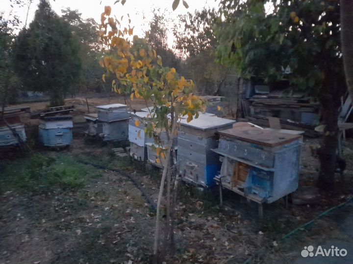 Продаются улии