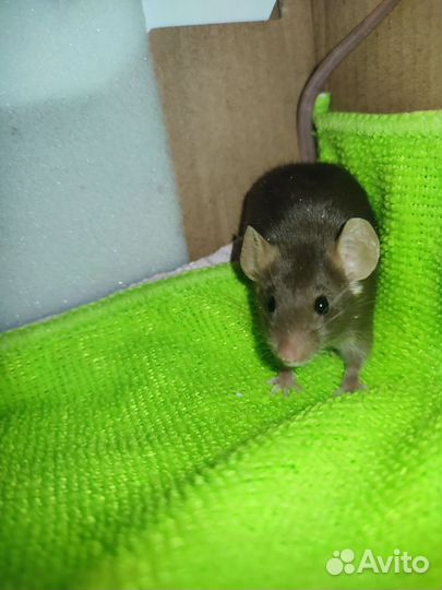 Декоративные мыши