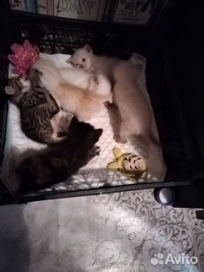 Котята в добрые руки бесплатно