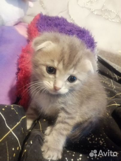 Британские кошечки