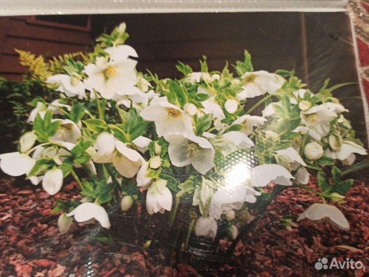 Морозник (белый)