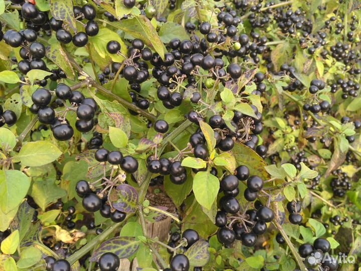 Рассада томаты, санберри, перец сладкий и острый