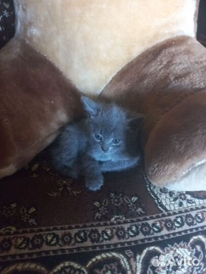 Кошка в дар