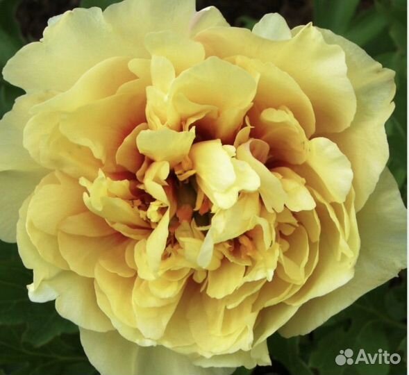 Пион, Гарден Треже