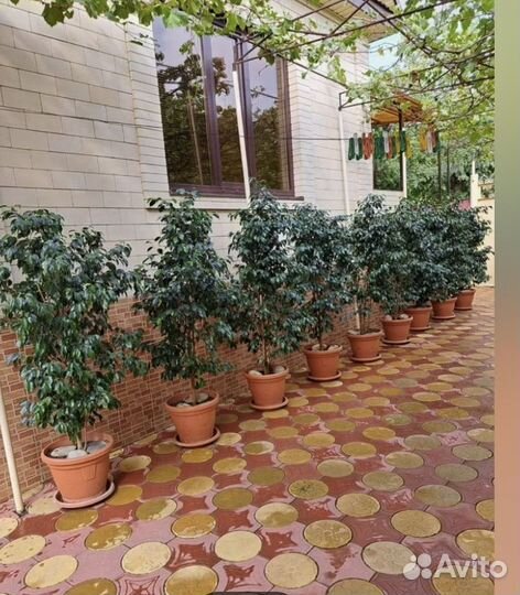 Отростки фикуса Бенджамин