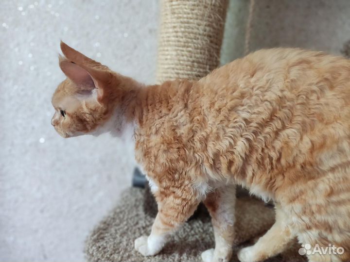 Девон-рекс кошка