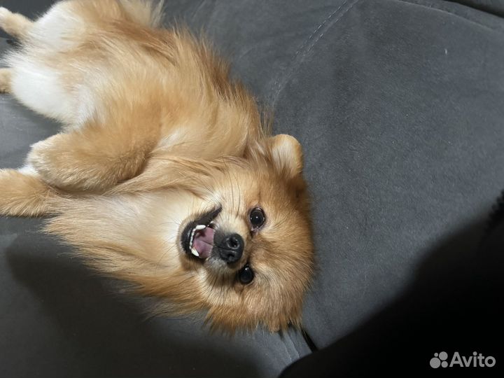 Померанский шпиц