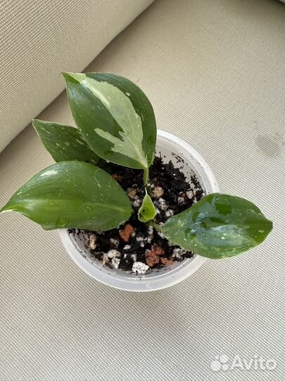 Филодендрон white Wizard