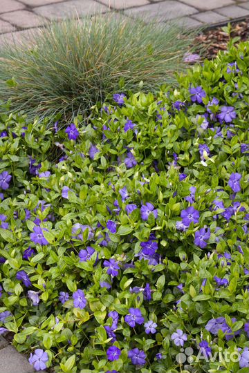 Барвинок синий(многолетний)