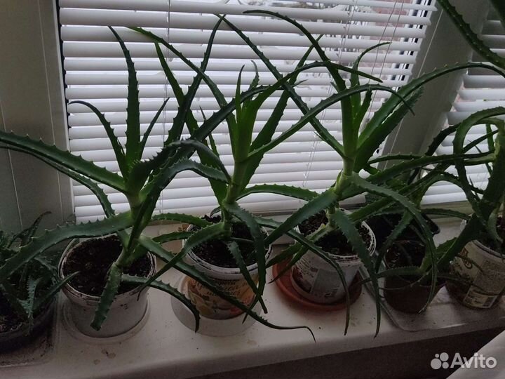 Алоэ вера лечебный