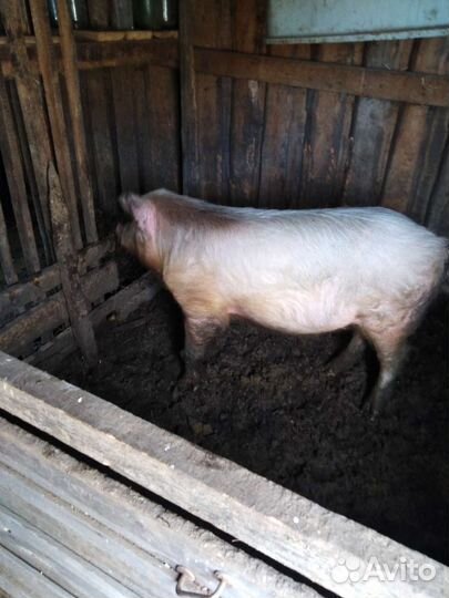 Продам поросенка