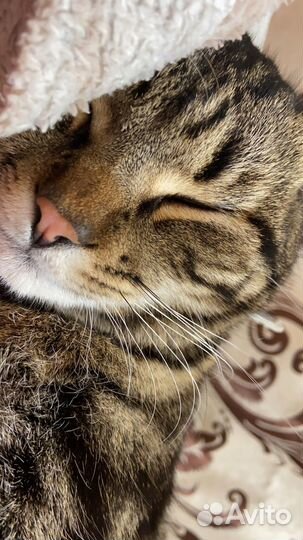 Потерялся кот