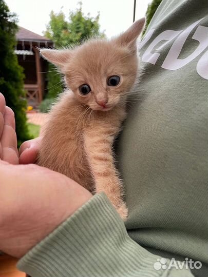 Кошка и котята в беде