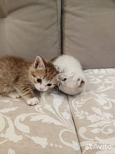 Шотландская кошка