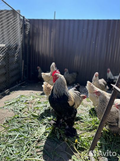 Петух лохмоногий