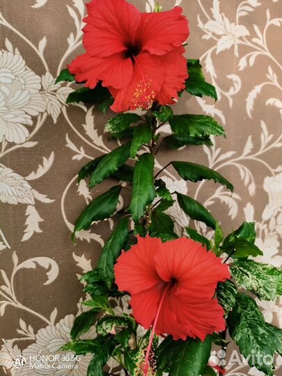 Гибискусы