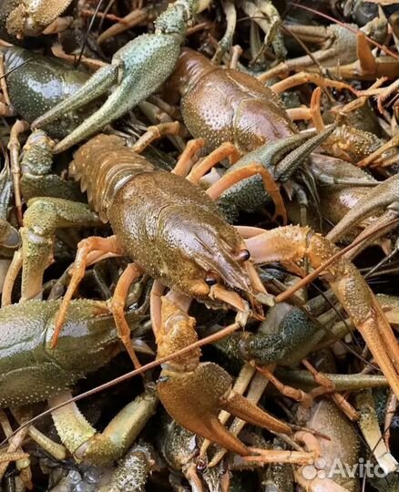 Живые раки с доставкой