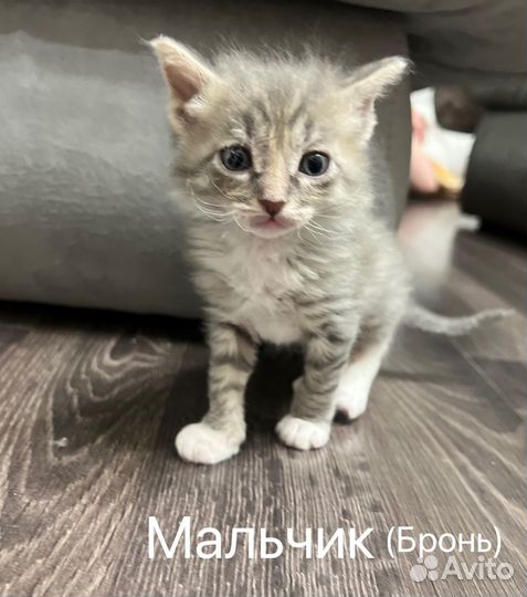 Котята в добрые руки