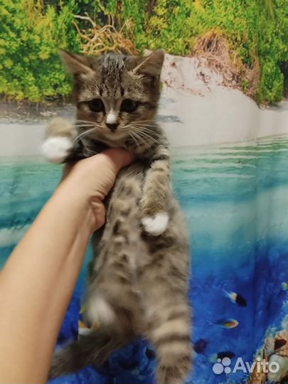 Отдам котенка в добрые руки