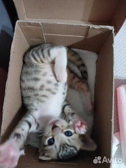 Котенок мальчик 1 месяц