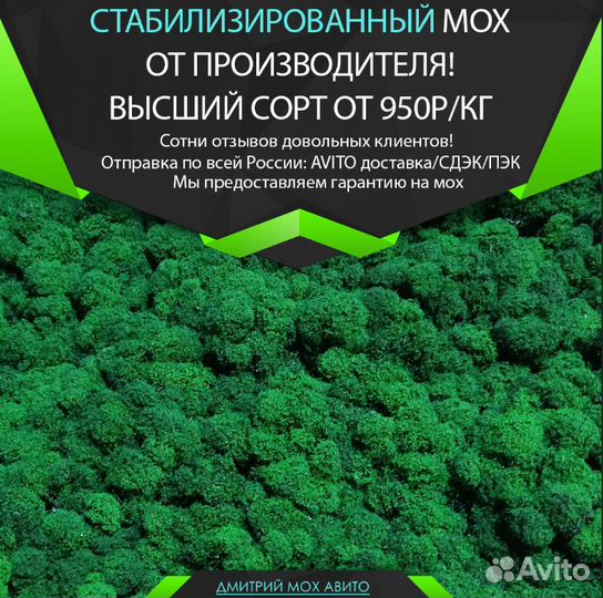 Стабилизированный мох ягель, интерьер декор