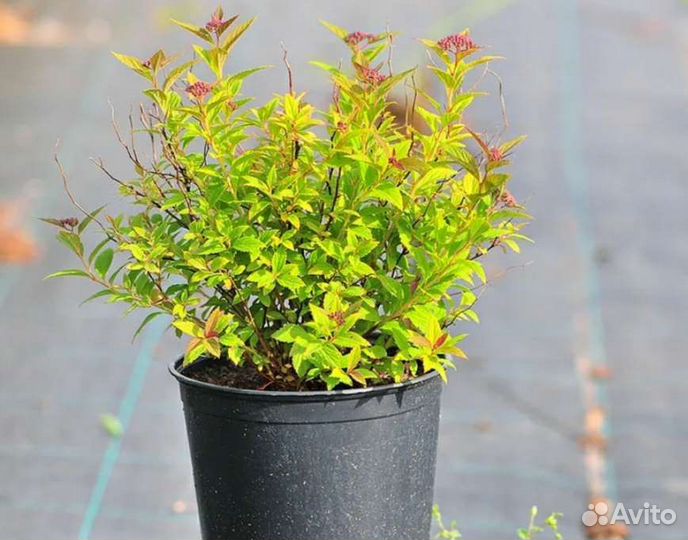 Спирея японская